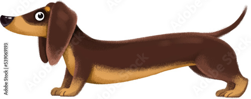 Dachshund dog in cartoon childish style. cute cartoon dachshund