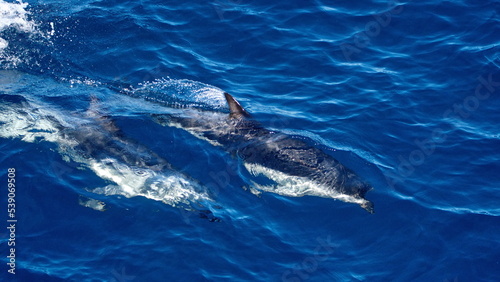 Dusky dolphins (Lagenorhynchus obscurus) in the Atlantic Ocean, off the coast of the Falkland Islands