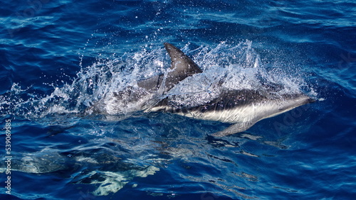 Dusky dolphin (Lagenorhynchus obscurus) in the Atlantic Ocean, off the coast of the Falkland Islands