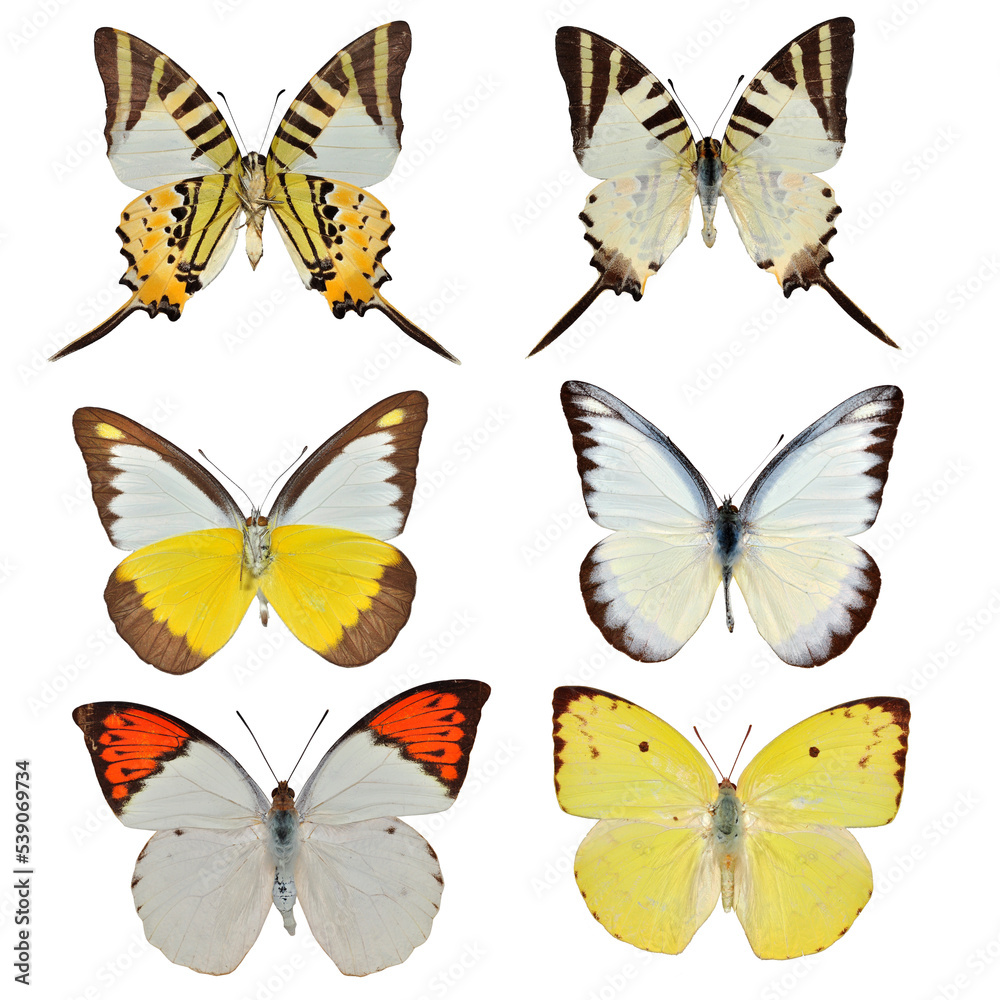 Collection of butterfly isolated on white Collection of butterfly isolated on white