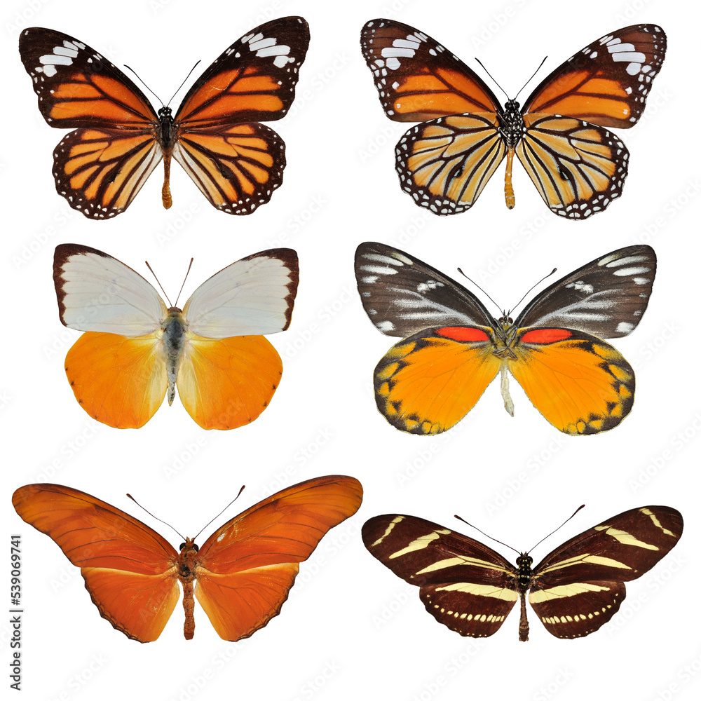 Collection of butterfly isolated on white Collection of butterfly isolated on white