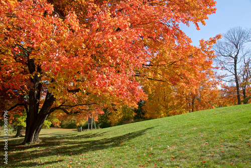 Public park with autumn leaf colour and blue sky background.