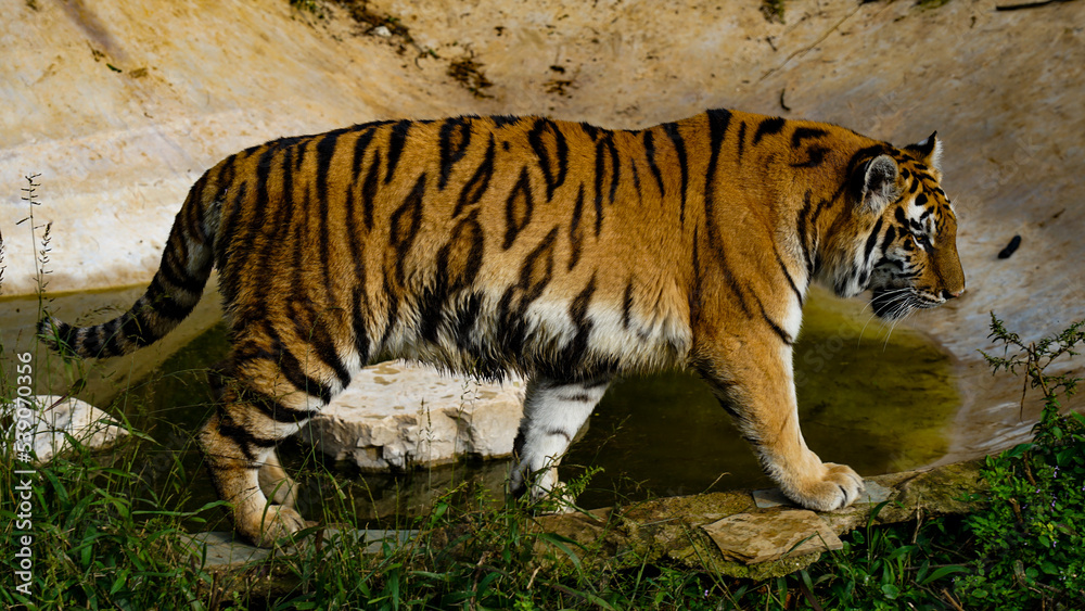 Obraz premium tiger in the wild