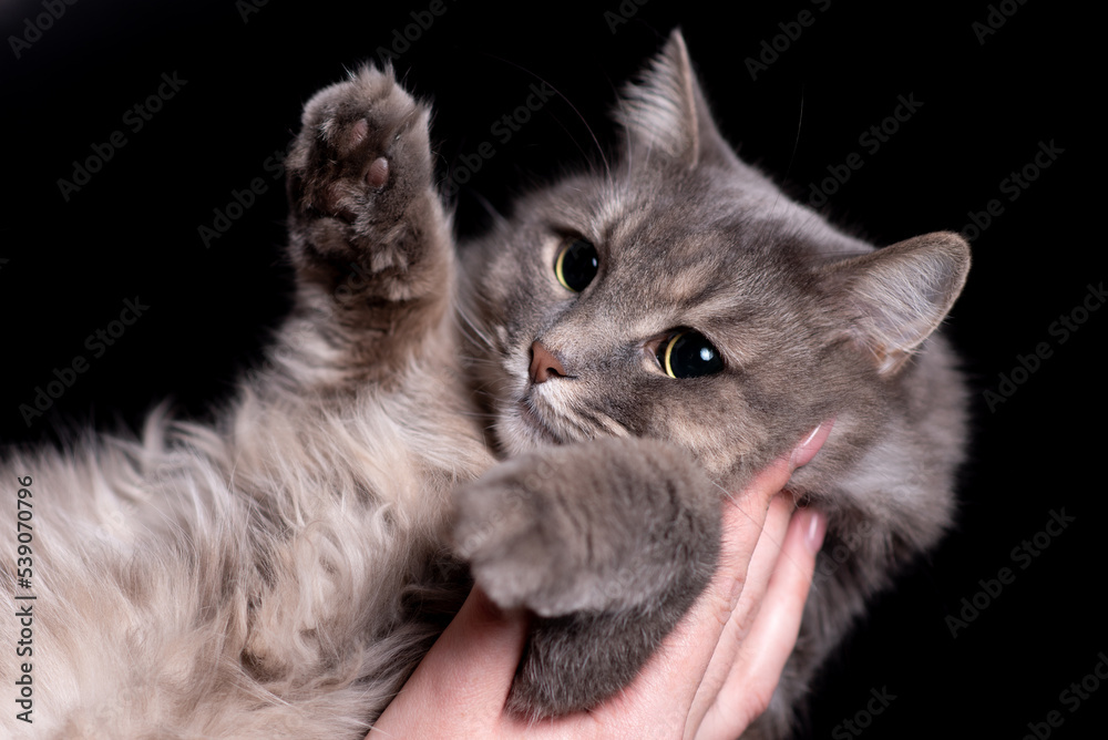 Portrait of an adorable cat on an isolated black background. The cat looks lies in the hands of the hostess with lamps up