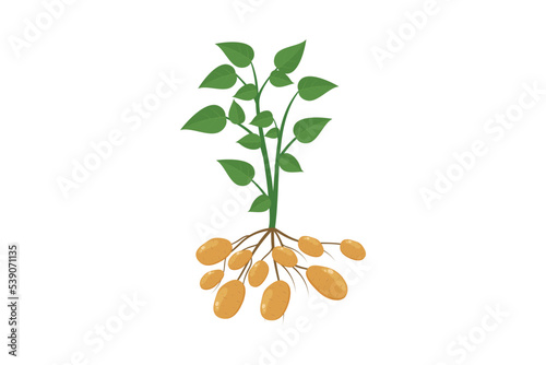 Potato plant with leaves and roots. Vector illustration flat design