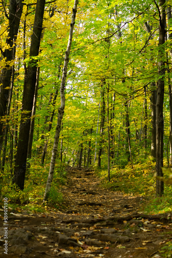 Obraz premium Beautiful landscape. Autumn in garden, fall in the mountain. Autumn trees. all about autumn tress,flowers,grace etc.