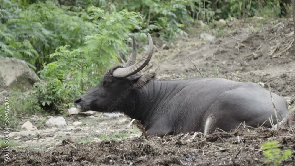 A side view of a relaxed domesticated Asian Water buffalo lying down on an embankment of a rural farm with his head in the air and ears twitching A side view of a relaxed domesticated Asian Water buffalo lying down on an embankment of a rural farm with his head in the air and ears twitching