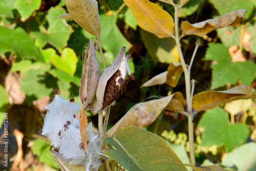 Showy Milkweed Seeding 02 photo