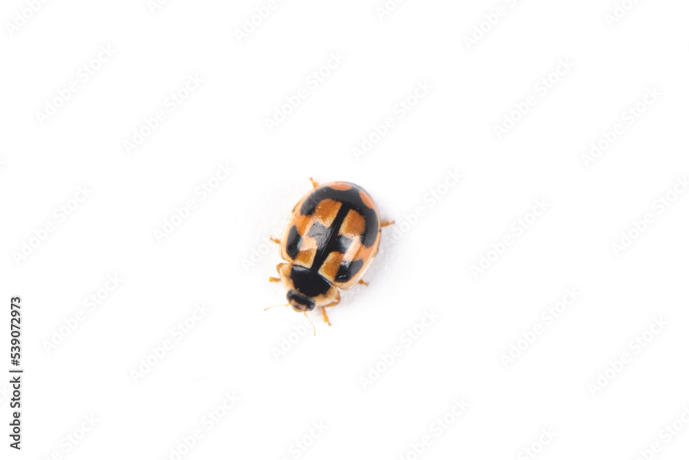 ladybird isolated on the white background ladybird isolated on the white background