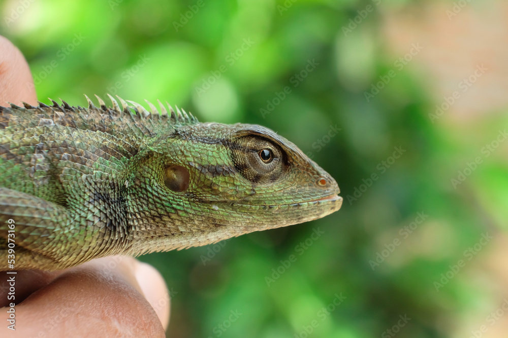 Lizard or pet chameleon in human hands on blurred background, Pet reptile. Lizard or pet chameleon in human hands on blurred background, Pet reptile.