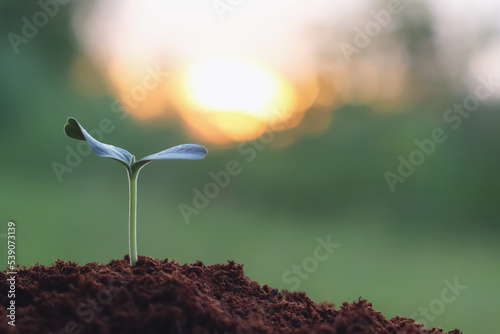 Pumpkins Seedlings are thriving from fertile soil, ecology concept. new life is coming,closeup