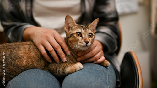 An adorable domestic tabby cat laying on her female owner's lap, chilling with her owner