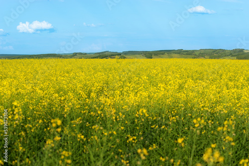 a sown field of yellow rapeseed on a sunny day with a blue sky, selective focus