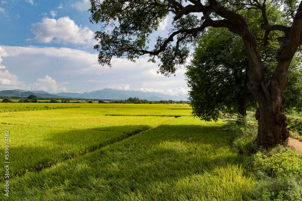 Obraz premium field and blue sky