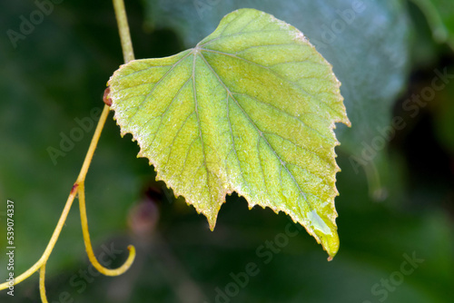 Veiny Autumnn Grape Leaf photo