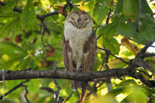 a barn owl perched on a tree