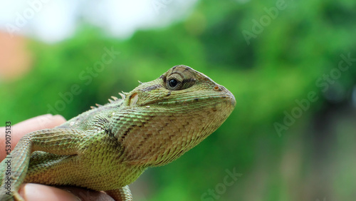 Close-up of a bright green chameleon in people's hands on a blurred background