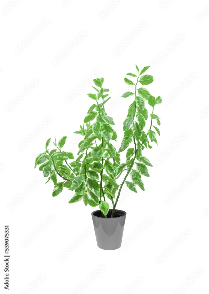 Pedilanthus Euphorbia Tithymaloides plant growing in a flower pot Isolated on White Background, Ecological Concept Pedilanthus Euphorbia Tithymaloides plant growing in a flower pot Isolated on White Background, Ecological Concept