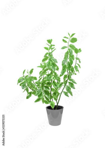 Pedilanthus Euphorbia Tithymaloides plant growing in a flower pot  Isolated on White Background, Ecological Concept
