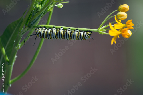 monarch caterpillar on stem photo