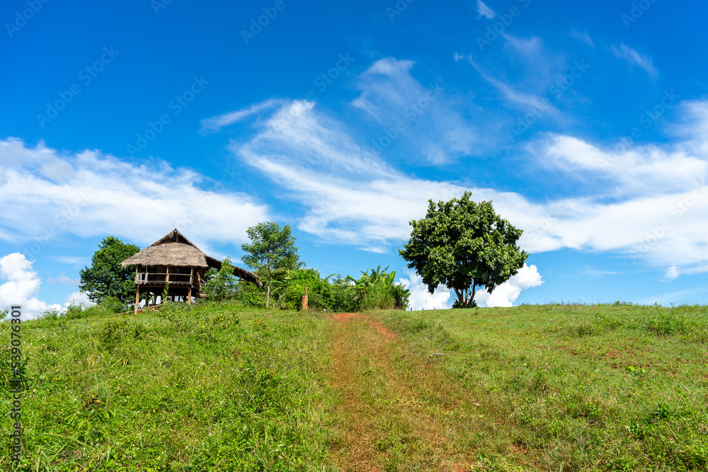 Obraz premium a tree on a green meadow