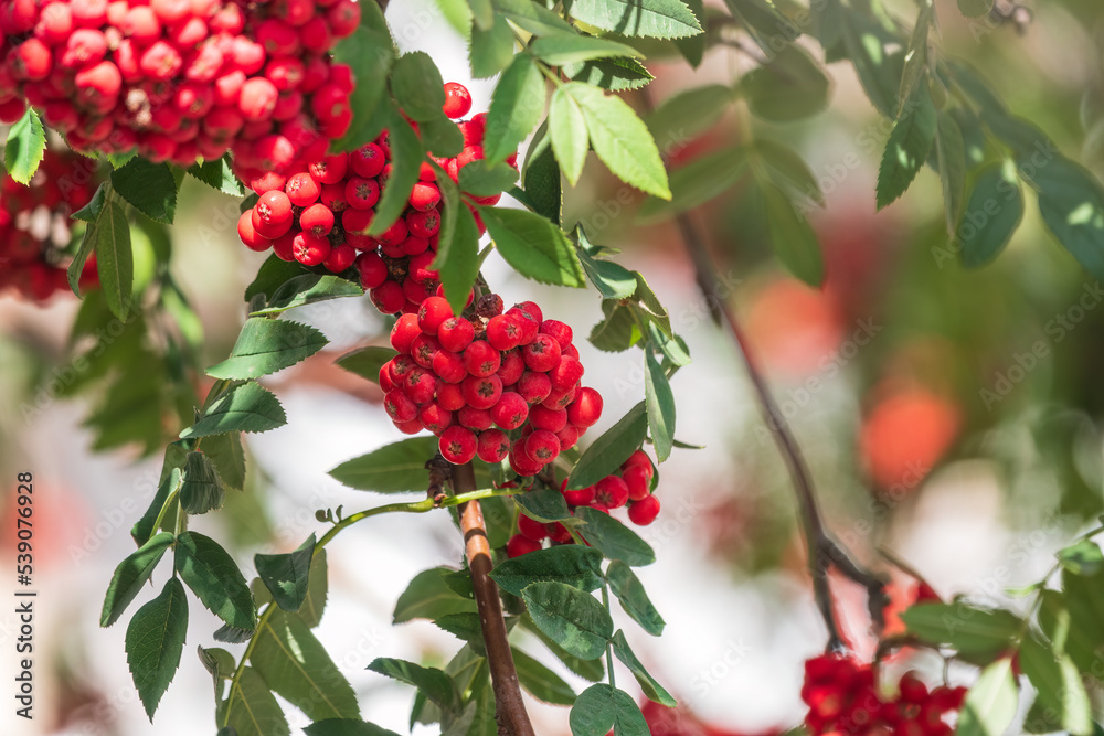A bunch of red rowan in autumn leaves.