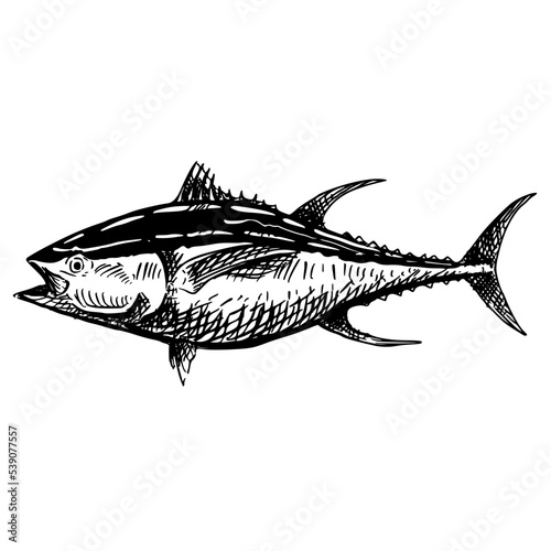 silhouette of fish