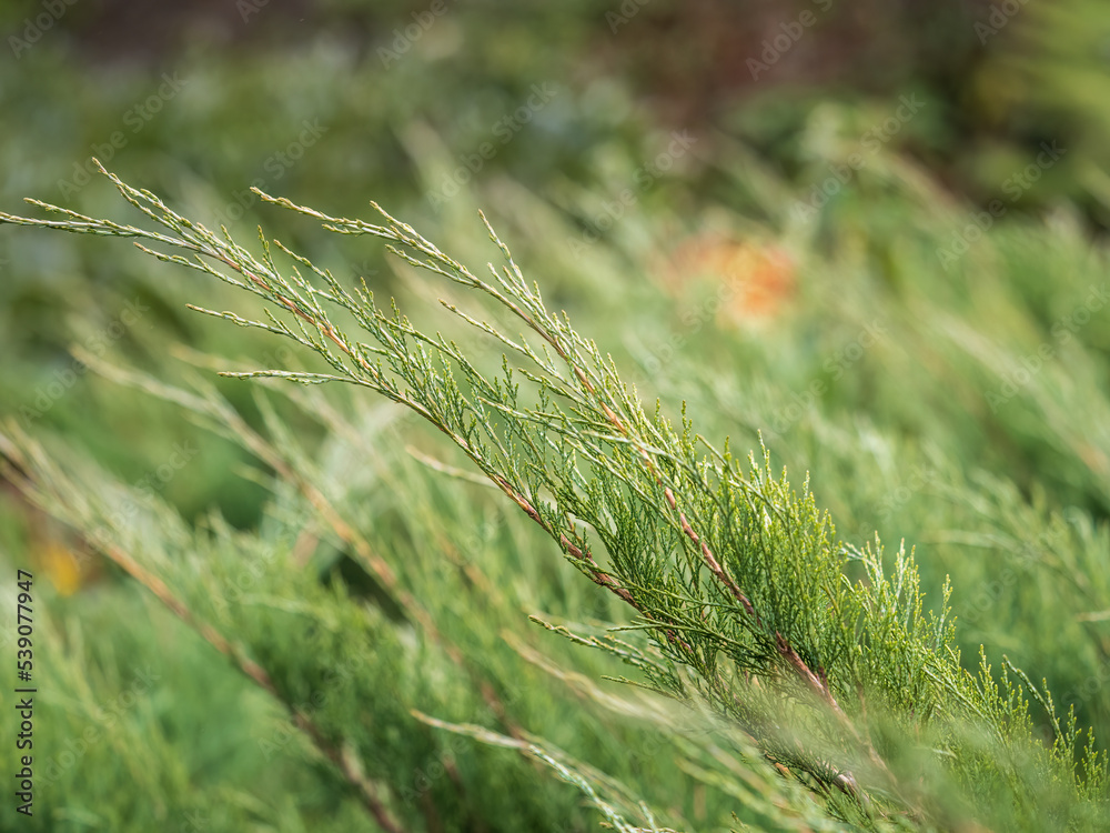 Fototapeta premium Bright green juniper branches illuminated by the sun. Juniper bush in autumn.