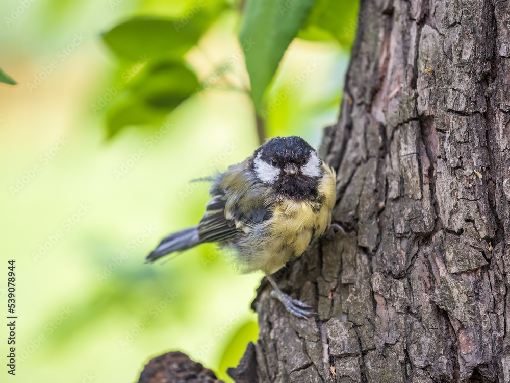 Fototapeta premium Cute bird Great tit, songbird sitting on the tree trunk in autumn. Parus major