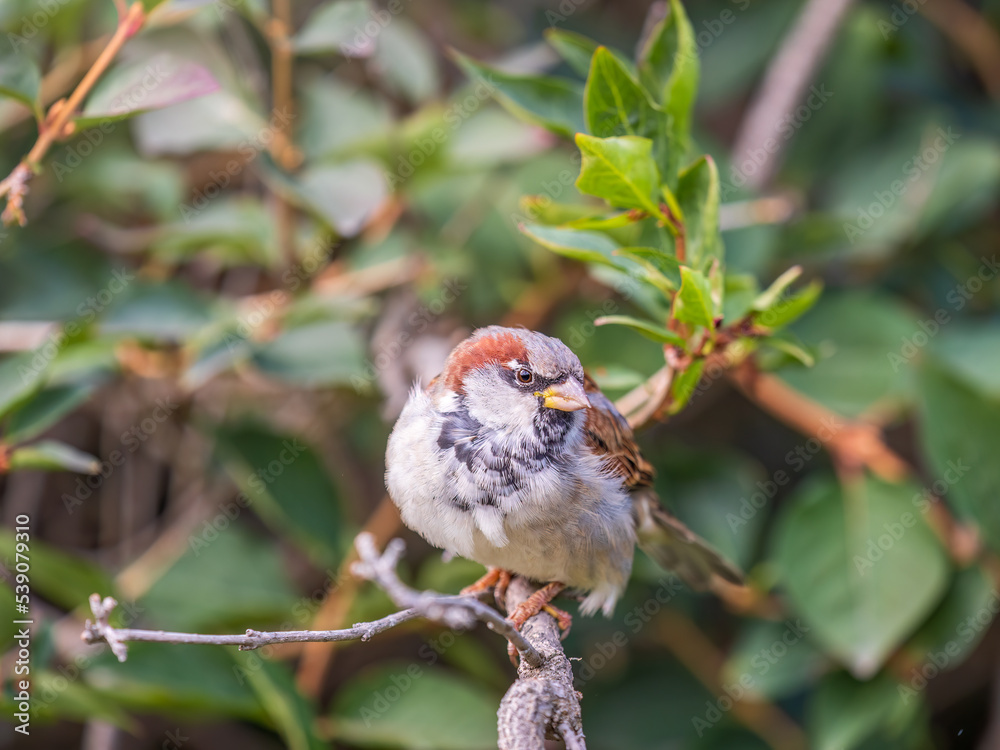 Sparrow sitting on a green branch in autumn. Sparrow with playful poise on branch in autumn or summer Sparrow sitting on a green branch in autumn. Sparrow with playful poise on branch in autumn or summer
