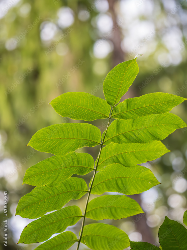 Green leaves of a bird cherry with blurred background in sunset light. Green leaves of a bird cherry with blurred background in sunset light.