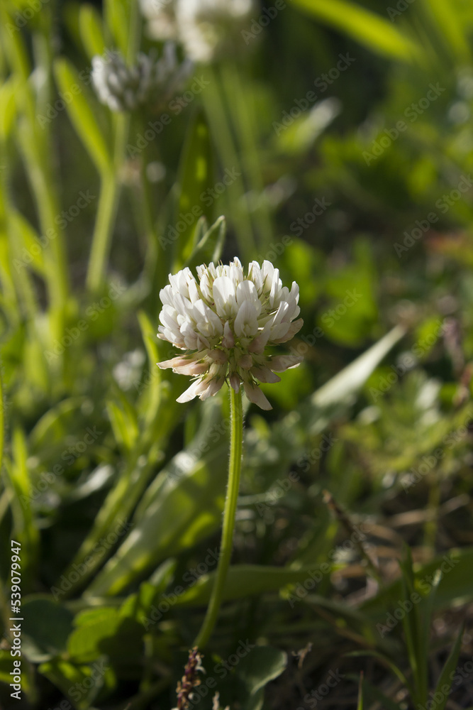 It is a White Clover flower in full bloom. It is a White Clover flower in full bloom.