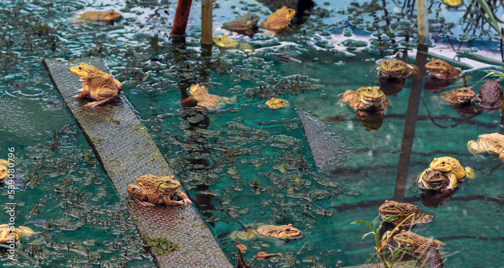 Frogs farm for agriculture at house. Cultivation of frogs with water