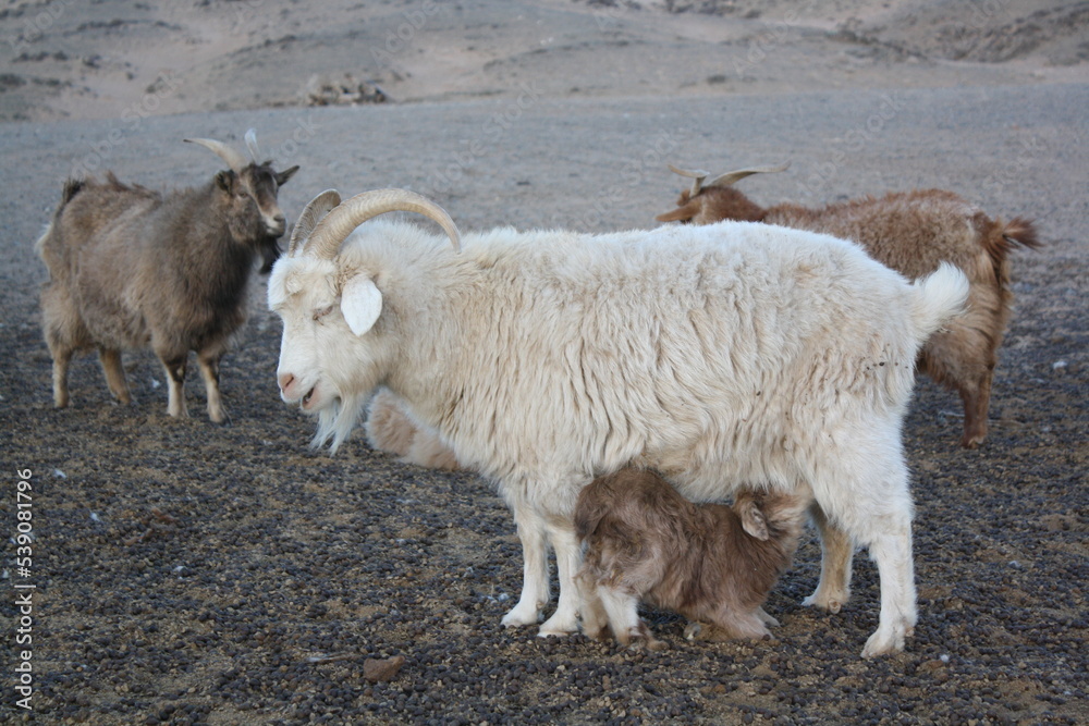 Obraz premium Mongolian goats in Chuun Bogd Uul, Gobi Desert, Umnugovi province, Mongolia. The cashmere goats have thick hair that protect them from the severely freezing weather in the country.