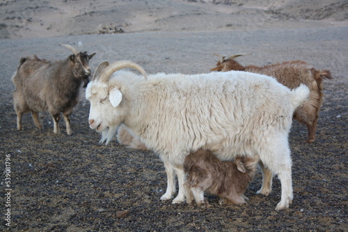 Fototapeta Naklejka Na Ścianę i Meble -  Mongolian goats in Chuun Bogd Uul, Gobi Desert, Umnugovi province, Mongolia. The cashmere goats have thick hair that protect them from the severely freezing weather in the country.