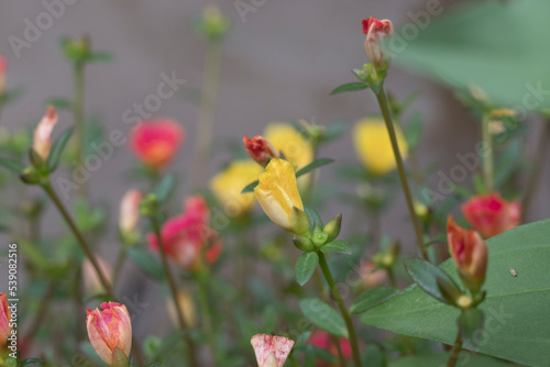 Colourful Common Purslane blooming in the garden on a sunny day. Natural riverside with soft focus blur, wallpaper blurred.