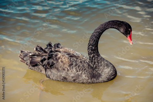 Fototapeta Naklejka Na Ścianę i Meble -  black swan on the lake