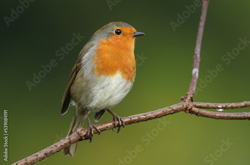 A pretty Robin, redbreast, Erithacus rubecula, perching on a branch of a tree in woodland.