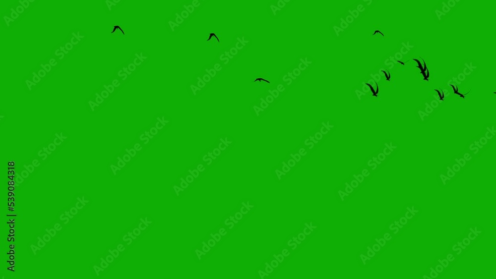 Flying birds motion graphics with green screen background Flying birds motion graphics with green screen background
