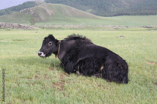 A black yak in the silent Orkhon valley, Ovorkhangai province, Mongolia. The surrounding valley is vast and cold all year around. In the summer time, the fog often comes in the early evening. photo