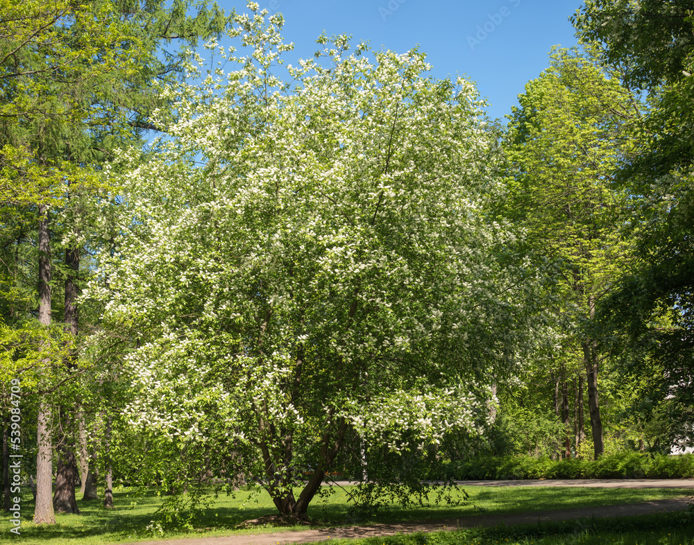 Obraz premium white cherry blossom