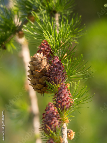 larch with young red cones closeup