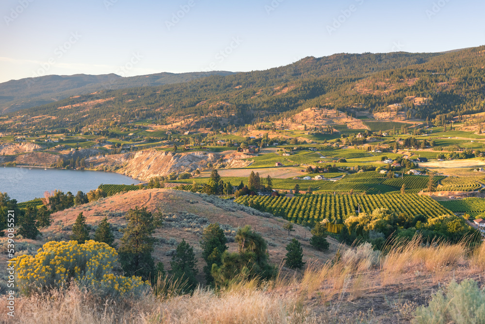 Scenic sunset view of Okanagan Valley vineyards