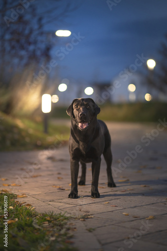 Labrador retriever. Autumn park