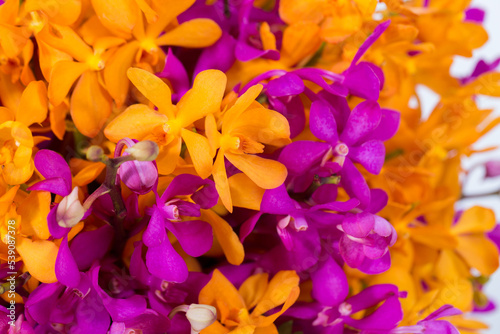 Orange orchid and purple orchid in white background