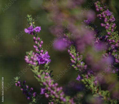 Texas Sage