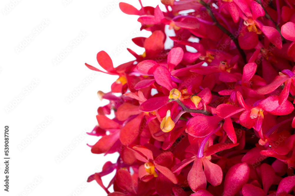 Fototapeta premium Red orchid on white background