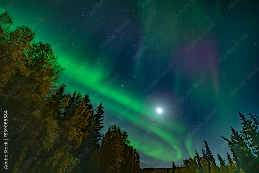 Aurora bands with moon light and stars surrounded by forest
