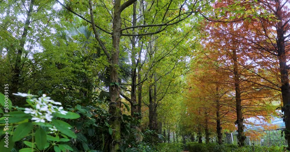 Autumn is here. The larch leaves in the larch forest are turning red Autumn is here. The larch leaves in the larch forest are turning red