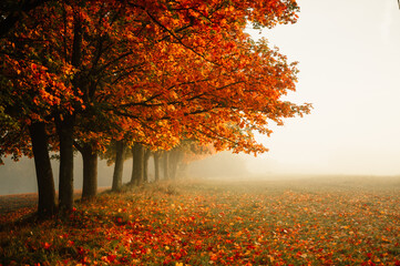 Autumn forest road leaves fall in ground landscape on autumnal background. Colorful foliage in the park. Falling leaves. Autumn trees in the fog